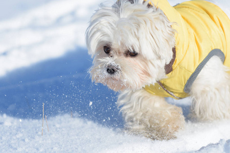 逗人喜爱的狗马耳他在雪外面演奏