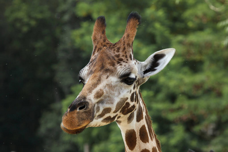 s giraffe Giraffa camelopardalis rothschildi.