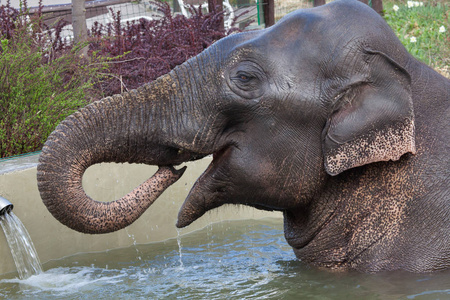亚洲象马西墨斯印度图片