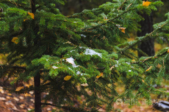 秋高气爽的冷杉绿枝，初雪