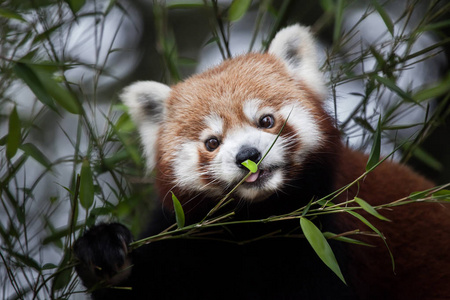 西方红熊猫Alurus Fulgens Fulgens也被称为尼泊尔红熊猫。