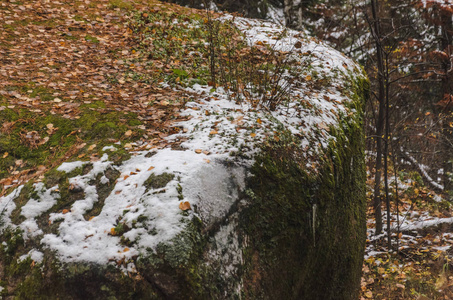 秋天的森林和第一场雪