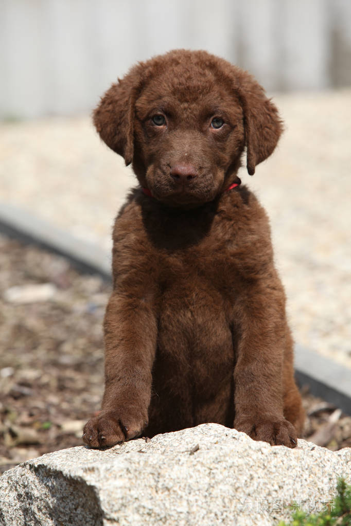 可爱的切萨皮克湾猎犬在石头上的小狗