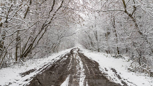 雪覆盖的冬天胡同从灌木与路