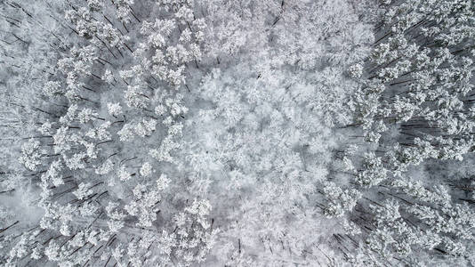 森林中白雪覆盖的松树景观