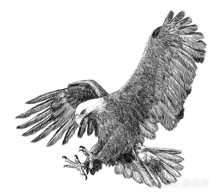 秃鹰俯冲攻击手画素描黑线在白色背景插图