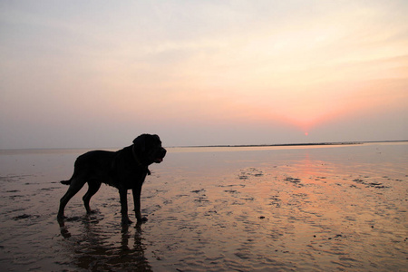 黑色拉布拉多犬在海滩玩耍的剪影