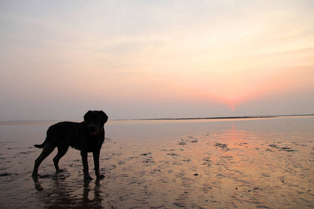 黑色拉布拉多犬在海滩玩耍的剪影