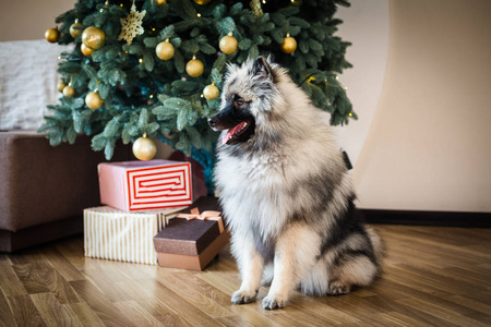 Keeshond 的狗坐在圣诞树旁