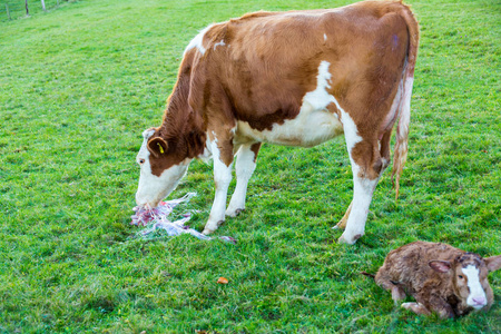 牛妈妈与牛宝宝图片