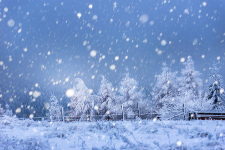 圣诞背景与雪杉木树