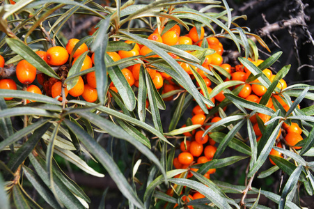 成熟的橙色沙棘浆果的分支, 健康食品的概念