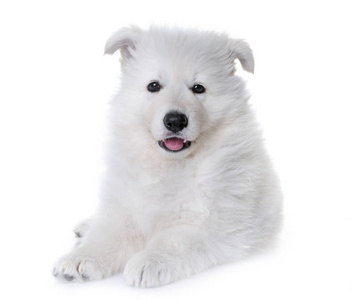 白色瑞士牧羊犬小狗图片