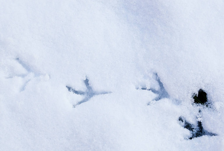 小动物在雪地上的脚印图片