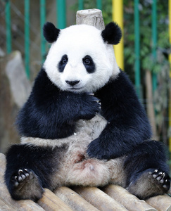 努安意为温暖第一只马来西亚出生的熊猫幼崽正坐在马来西亚吉隆坡熊猫保护中心的木凳上，2017年7月24日。
