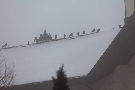 乌鸦在冬天坐在屋顶上图片