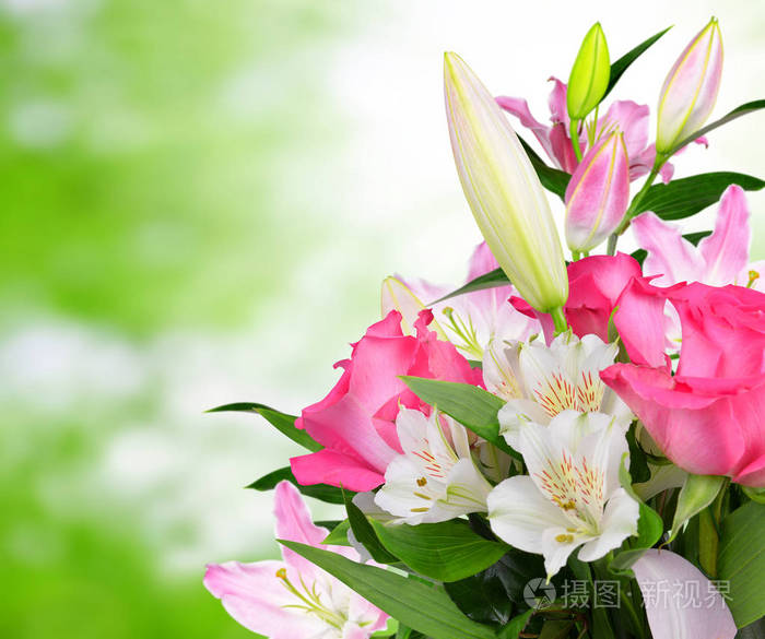 绿色背景上的粉红色玫瑰和百合花