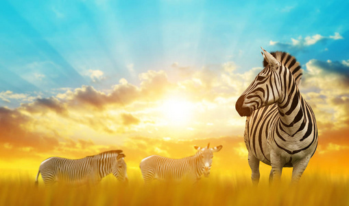 日落时非洲大草原上的斑马。 野生动物。