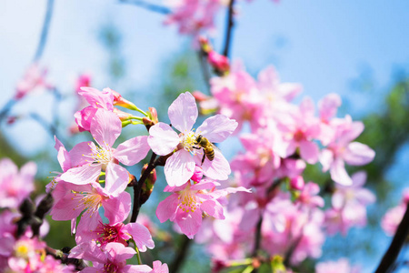 樱花花