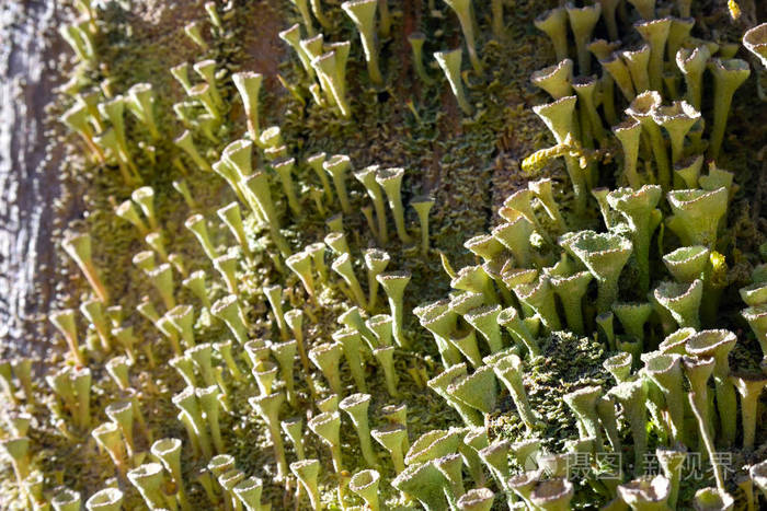 喇叭地衣 (石蕊 fimbriata), 证明一个健康的森林