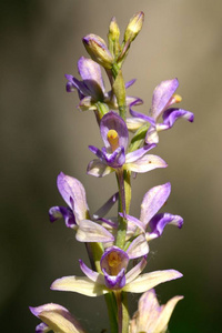 epactis helleborine, 阔叶地狱叶花