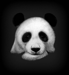 手绘熊猫熊肖像在黑色背景下被隔离.彩色铅笔和粉彩画照片