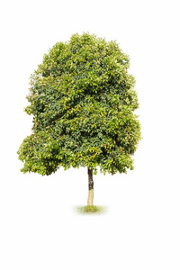 桂花树的手抄报图片-桂花树的手抄报素材-桂花树的手抄报插画-摄图新