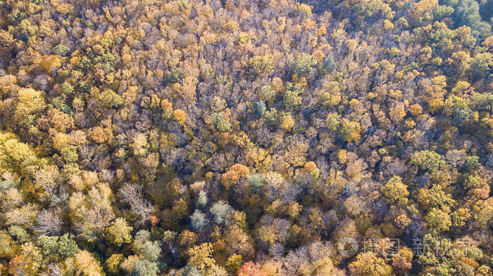 鸟瞰森林与树木覆盖黄叶, 俯视图照片-正版商用图片10fq53-摄图新视界