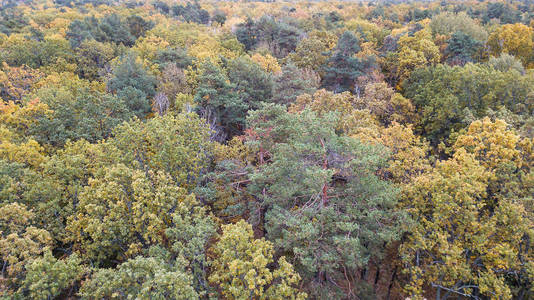 用黄色树叶覆盖的树木的森林鸟图