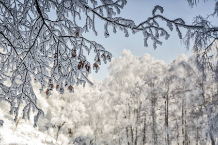 山林中有霜雪的冬季背景。