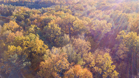 用黄色树叶覆盖的树木的森林鸟图