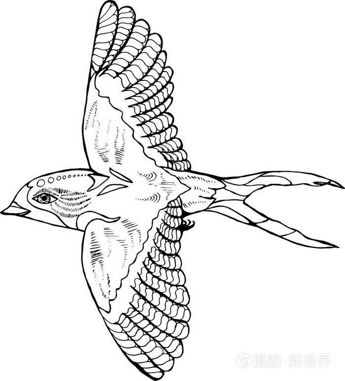 一个侧面的燕子的插图飞鸟