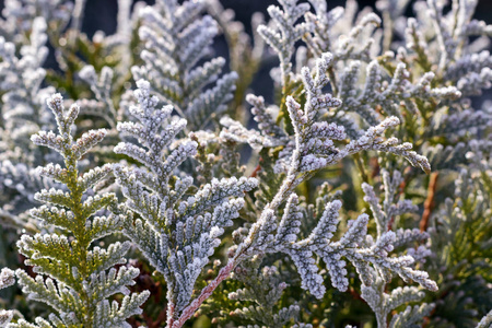 用早霜或雾覆盖的冷冻植物的背景。
