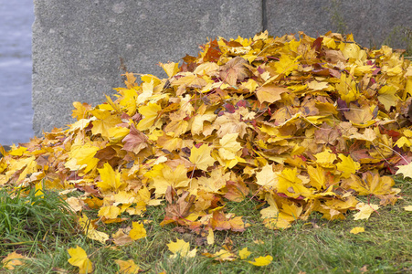 一堆叶子一堆秋天的叶子照片