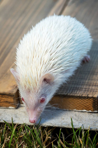 木制木板上的非洲白化刺猬非洲刺猬穿着白色的杯子在草地上直视着相机
