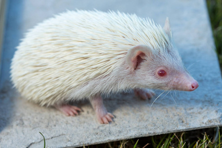 白刺猬雕像上分离出来的刺猬,〈美〉豪猪 容易发怒的人,难对付的人