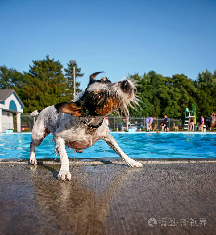 在公共游泳池玩耍的狗