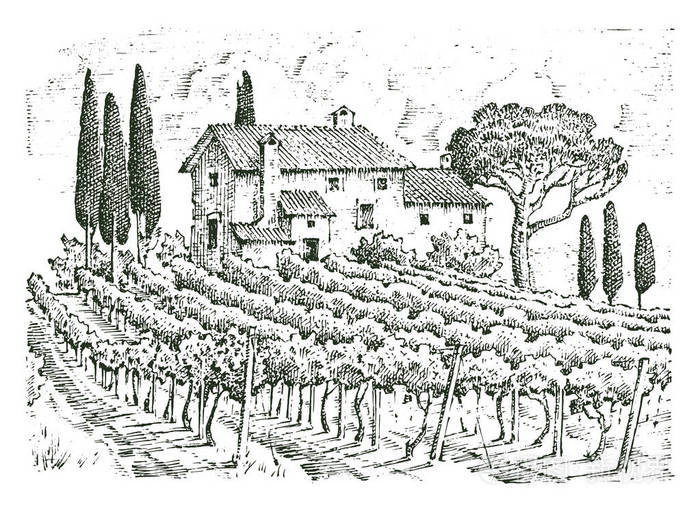 质朴的葡萄园.乡村景观与房屋.太阳能托斯卡纳背景.田野和柏树.