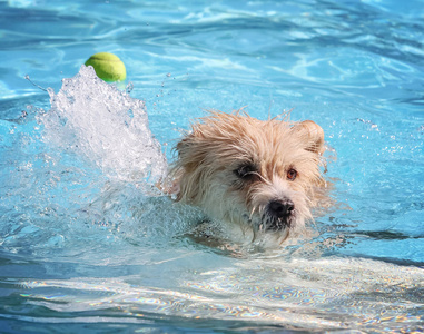 可爱的狗在公共游泳池游泳