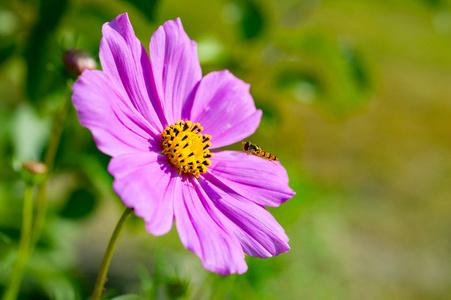 粉红色宇宙花宇宙双翅目与野生黄蜂。 近点