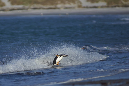 古企鹅Pygoscelis Papua在福克兰群岛的海狮岛海上觅食后上岸。