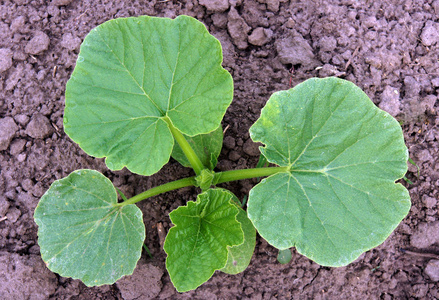 专家南瓜苗图片-专家南瓜苗素材-专家南瓜苗插画-摄图新视界