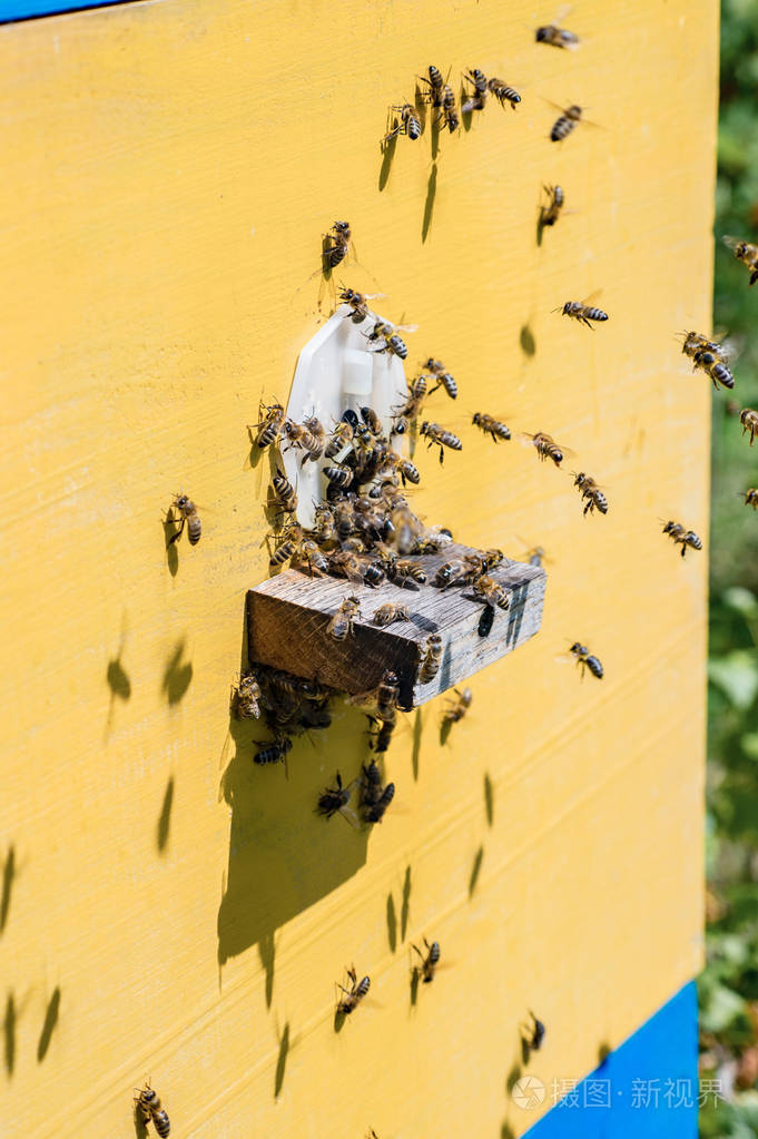蜜蜂群飞入蜂巢