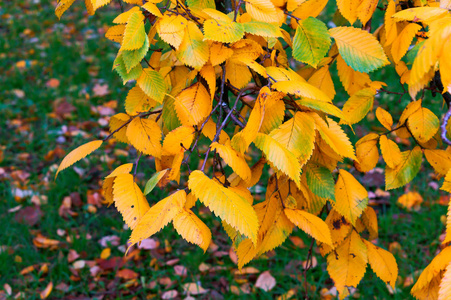秋季黄叶黄红红叶树