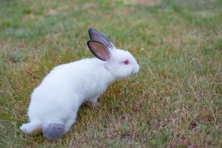 白色的小兔子,黑耳朵,红眼睛,嗅着草地上天然的草坪背景照片