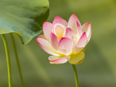 神圣的莲花和叶子