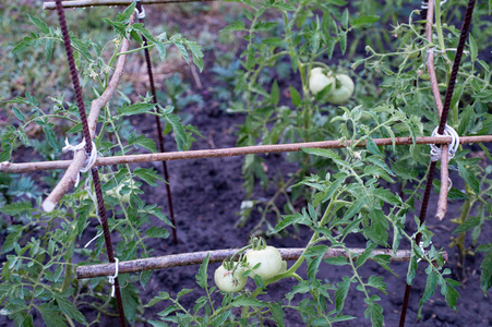 在花园里生长的绿色小西红柿