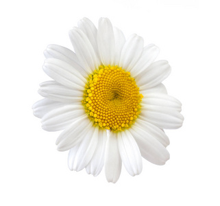 白色背景白菊花