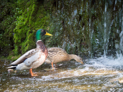 几只野鸭鸭在瀑布边的水里吃图片