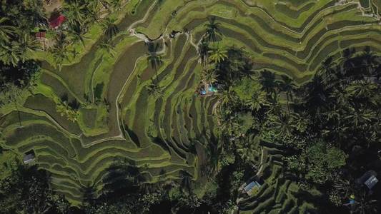 巴厘岛绿色水稻梯田